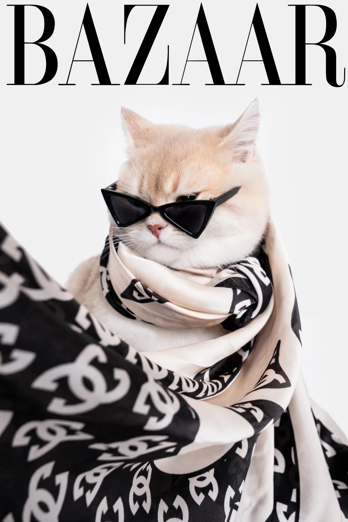 戴墨镜和丝巾的猫咪 Jojo